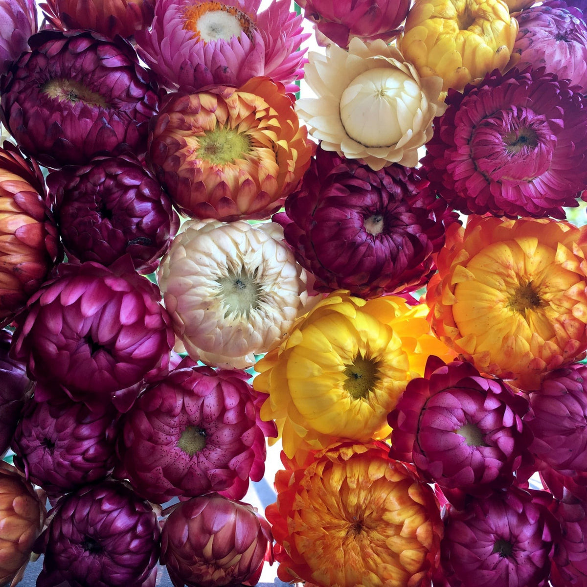 Sultane Strawflower Mix Seeds - Xerochrysum, 100+ seeds