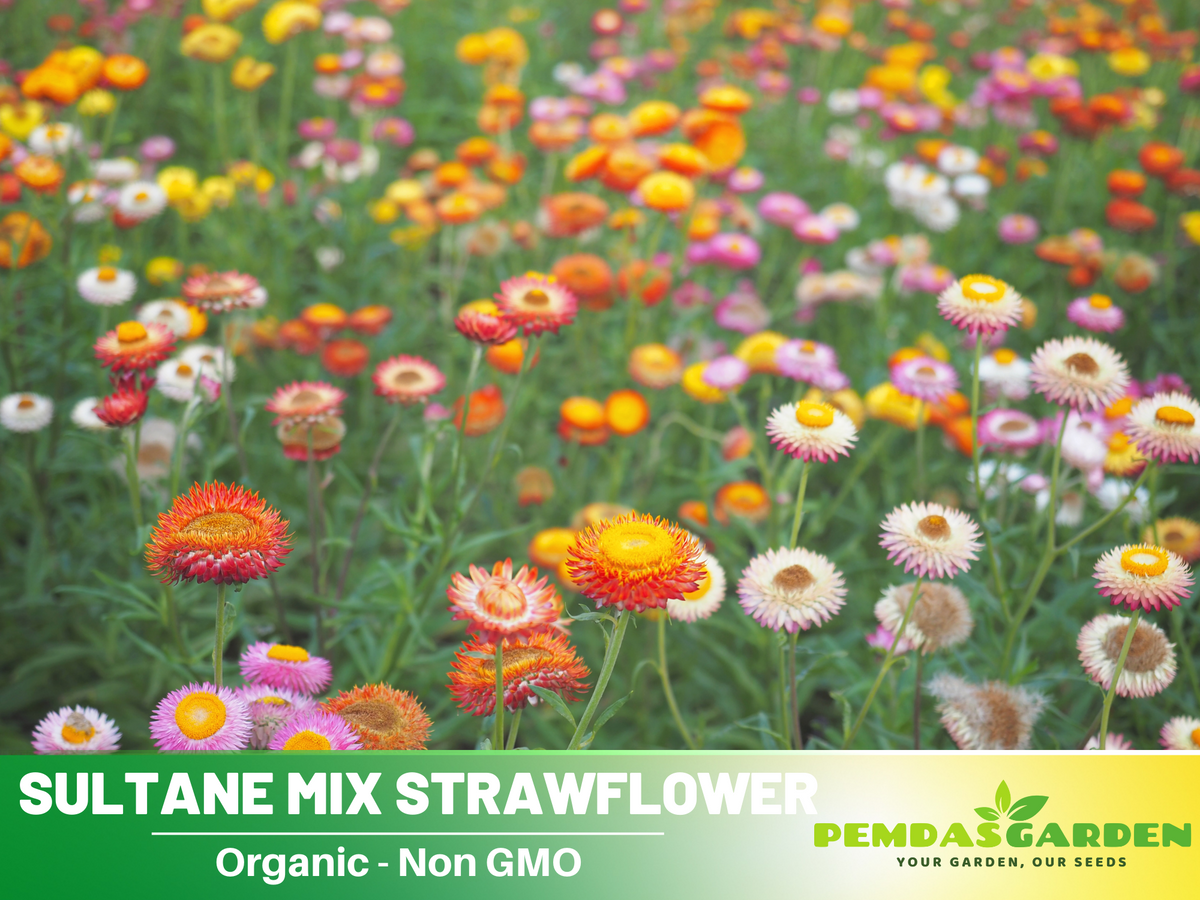100+ Seeds| Sultane Strawflower Mix Seeds #K012