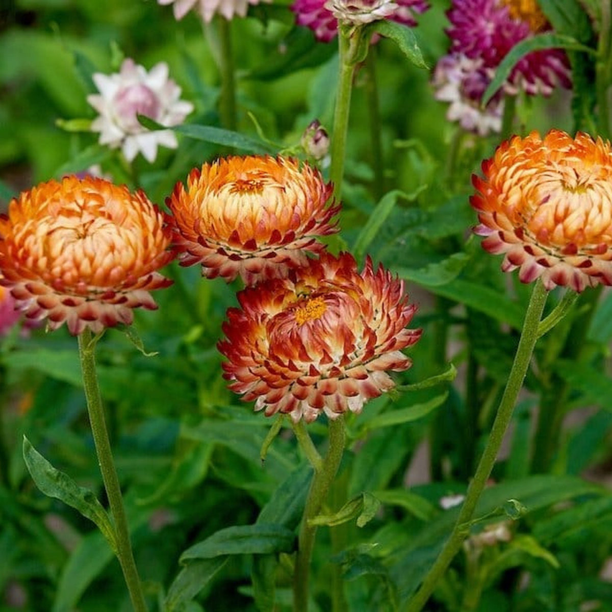 Sultane Strawflower Mix Seeds - Xerochrysum, 100+ seeds