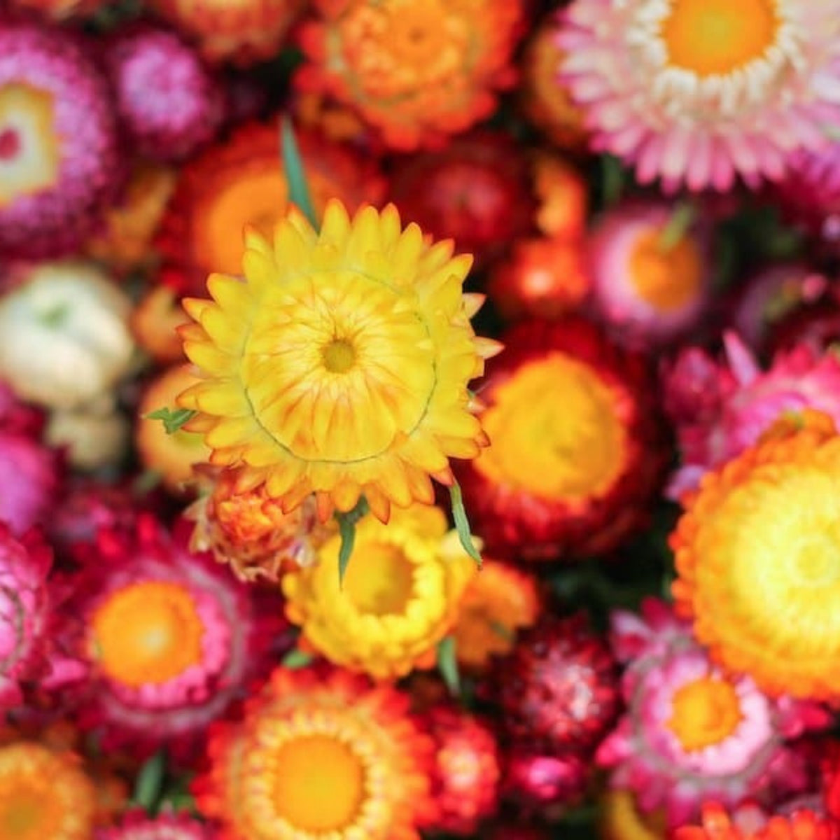 Sultane Strawflower Mix Seeds - Xerochrysum, 100+ seeds