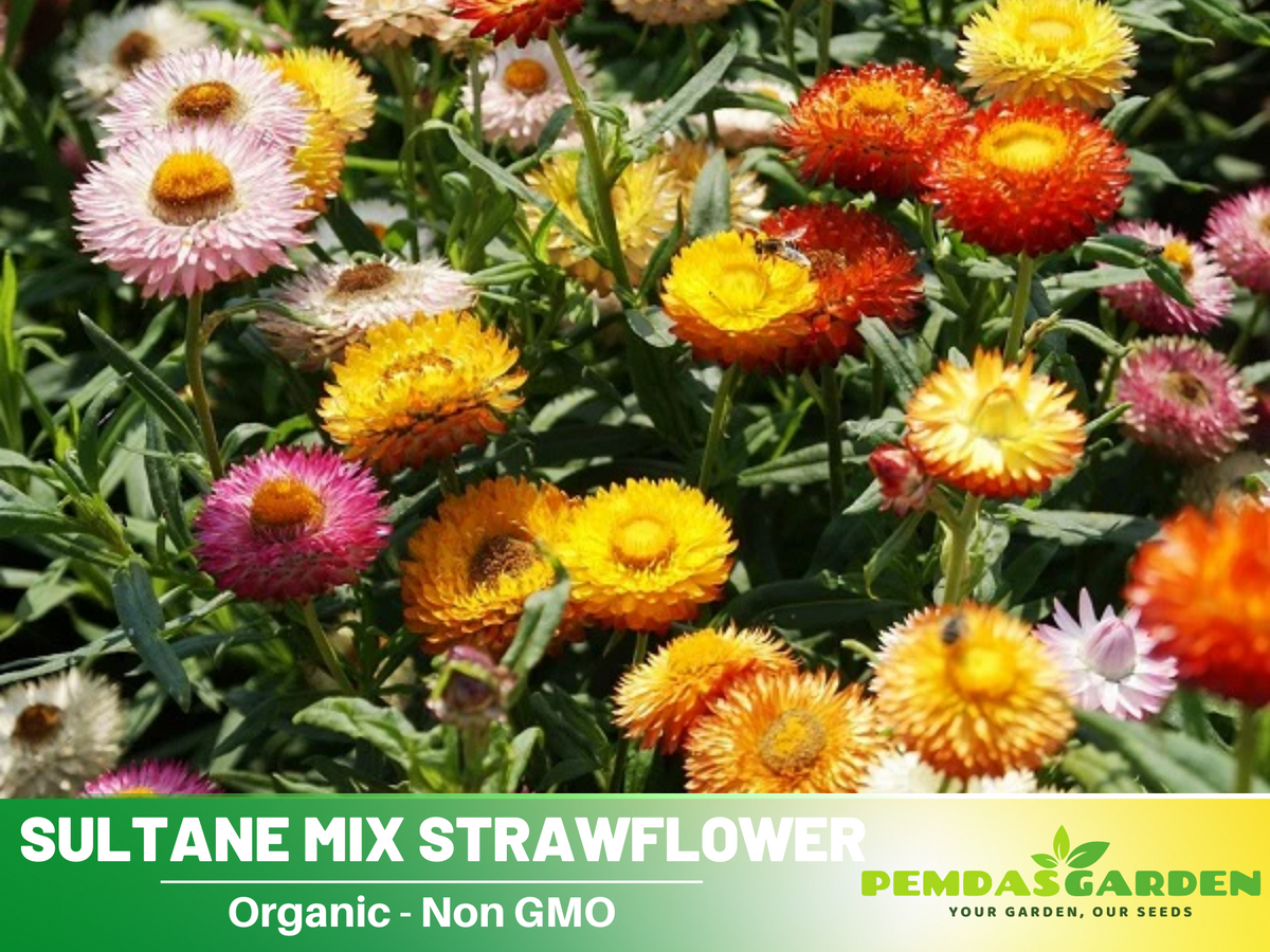 100+ Seeds| Sultane Strawflower Mix Seeds #K012