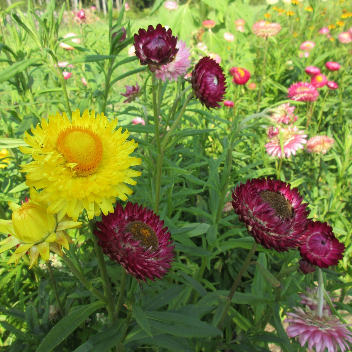 Sultane Strawflower Mix Seeds - Xerochrysum, 100+ seeds
