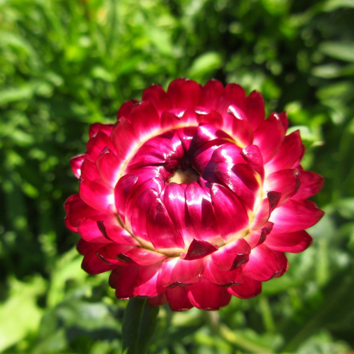 Sultane Strawflower Mix Seeds - Xerochrysum, 100+ seeds