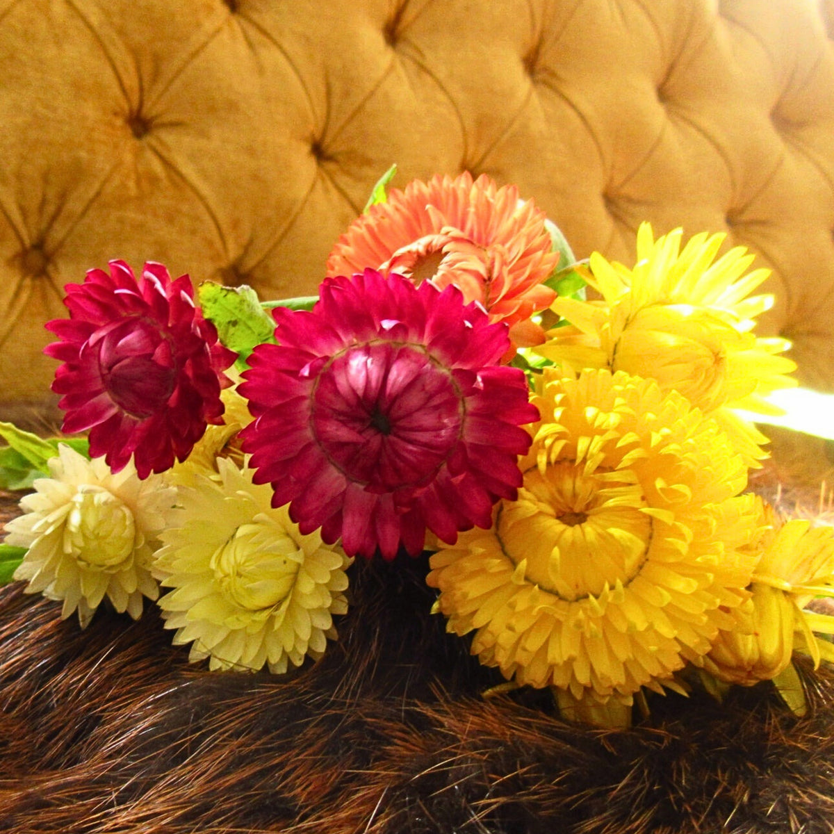 Sultane Strawflower Mix Seeds - Xerochrysum, 100+ seeds