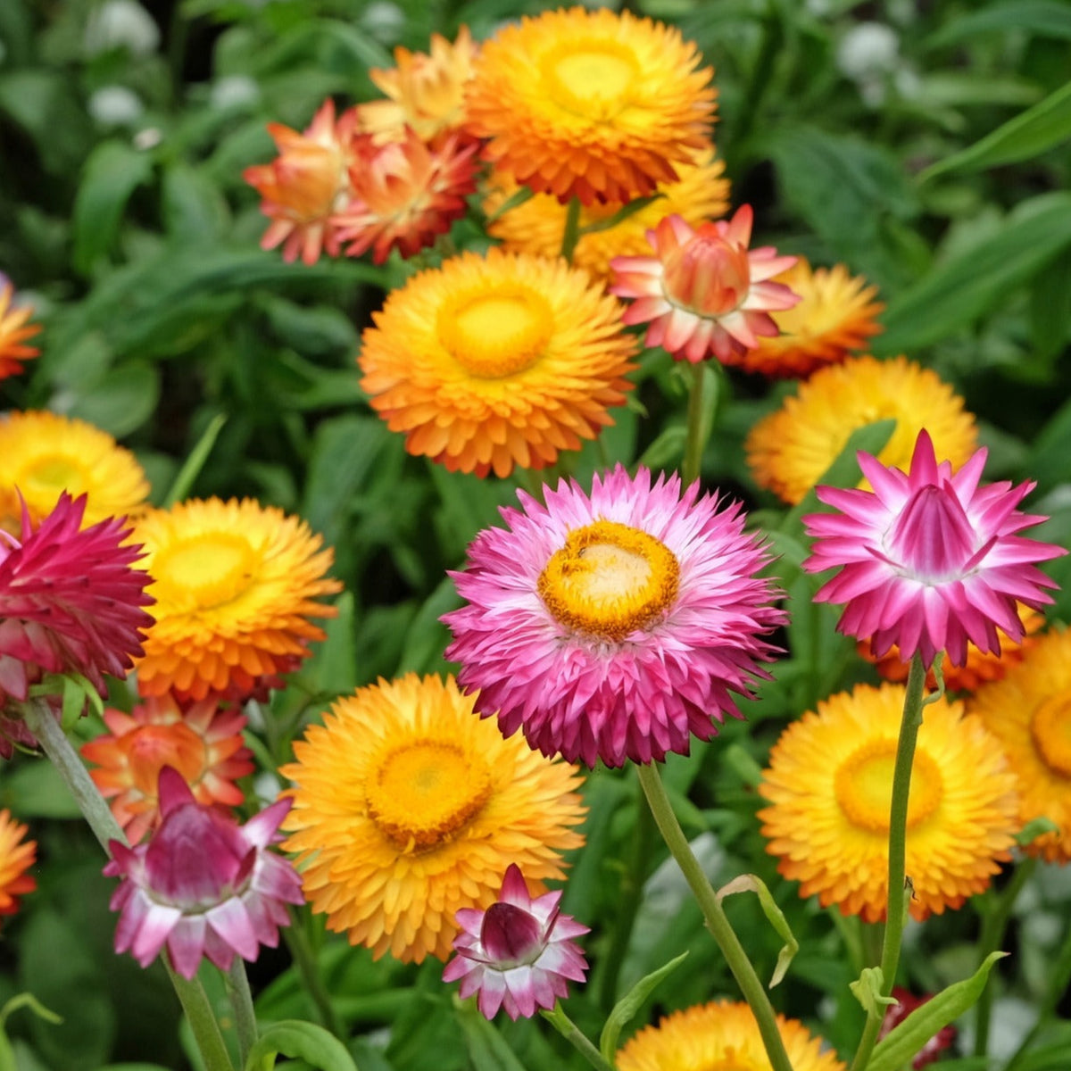 Sultane Strawflower Mix Seeds - Xerochrysum, 100+ seeds