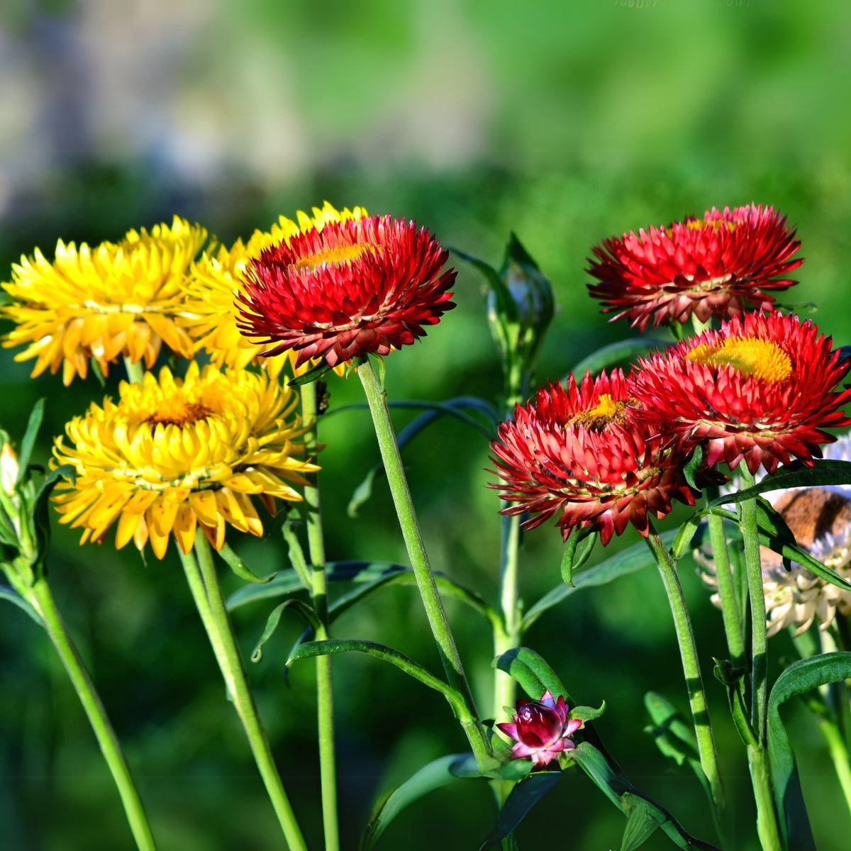 Sultane Strawflower Mix Seeds - Xerochrysum, 100+ seeds