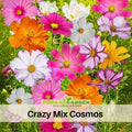 50+ Seeds - Crazy For Cosmos Seeds - Colorful Annual Flower Easy to Grow Pollinator Friendly for Garden Borders Containers and Cut Flowers , Drought Tolerant, Cut Flower, Attracts bees & butterflies #L001
