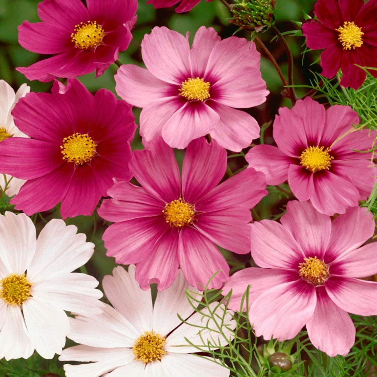 Crazy for Cosmos Seeds - Drought Tolerant, Cut Flower, 50+ seeds