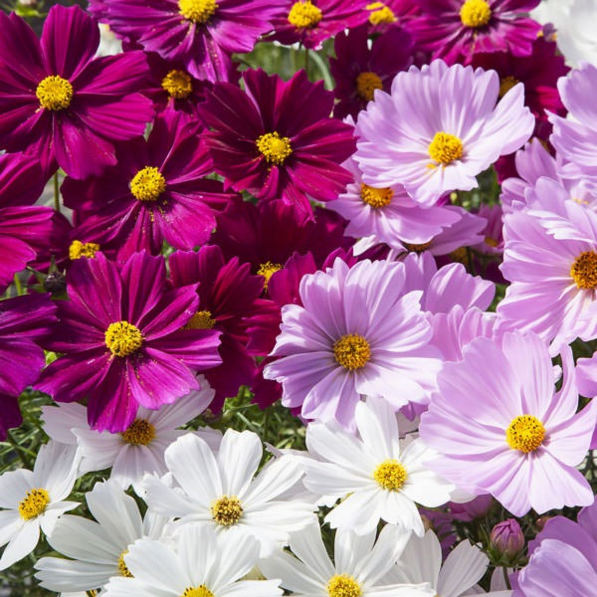 Crazy for Cosmos Seeds - Drought Tolerant, Cut Flower, 50+ seeds