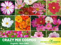 50+ Seeds - Crazy For Cosmos Seeds - Colorful Annual Flower Easy to Grow Pollinator Friendly for Garden Borders Containers and Cut Flowers , Drought Tolerant, Cut Flower, Attracts bees & butterflies #L001