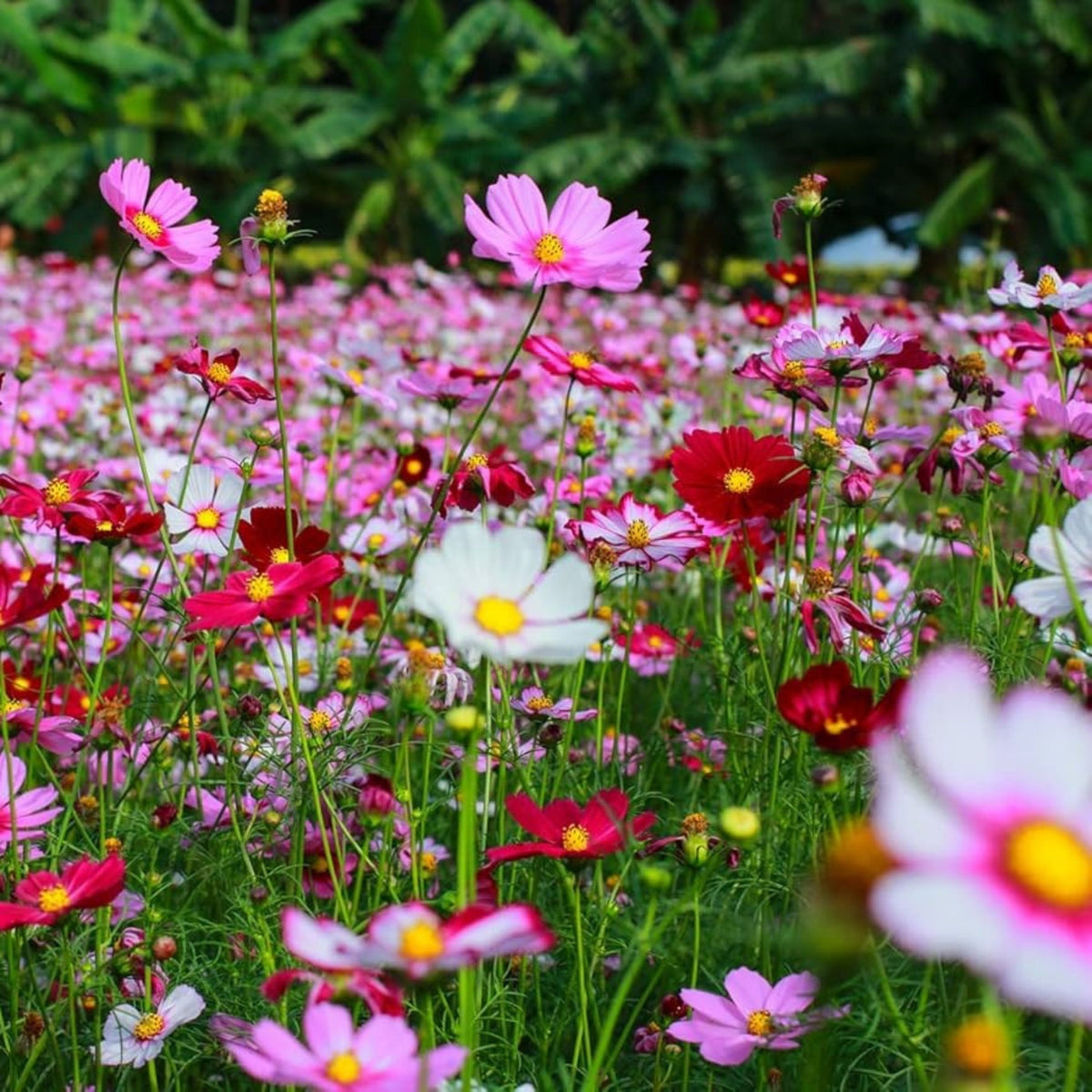 Crazy for Cosmos Seeds - Drought Tolerant, Cut Flower, 50+ seeds