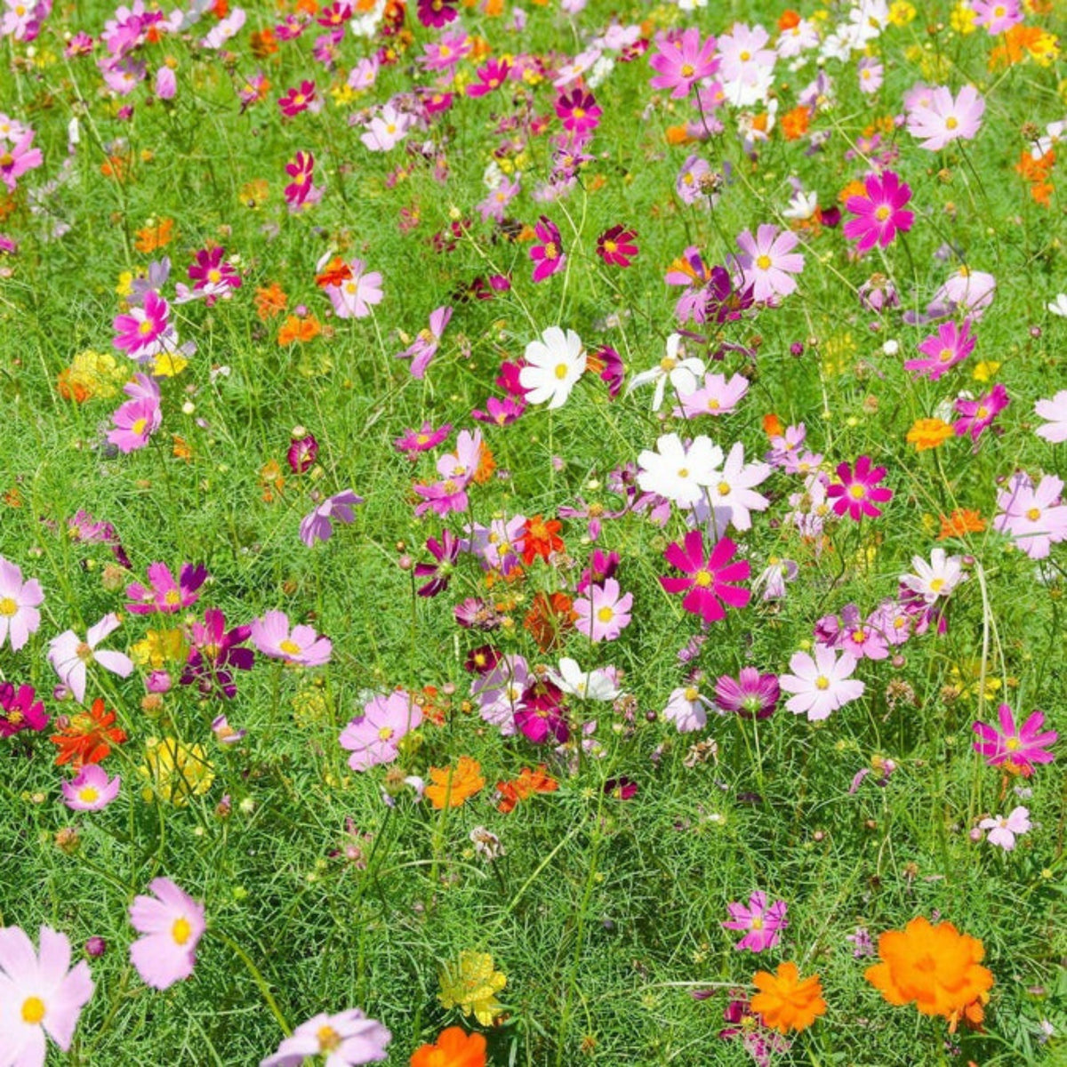 Crazy for Cosmos Seeds - Drought Tolerant, Cut Flower, 50+ seeds