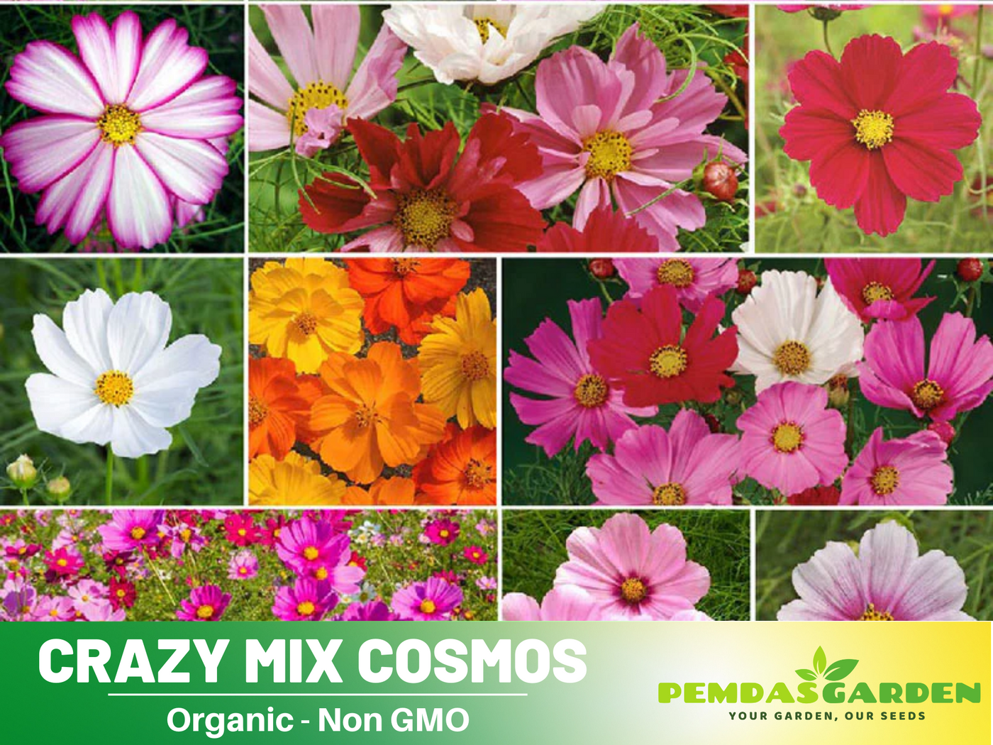 cosmos flower seeds amazon 50+ Seeds - Crazy For Cosmos Seeds