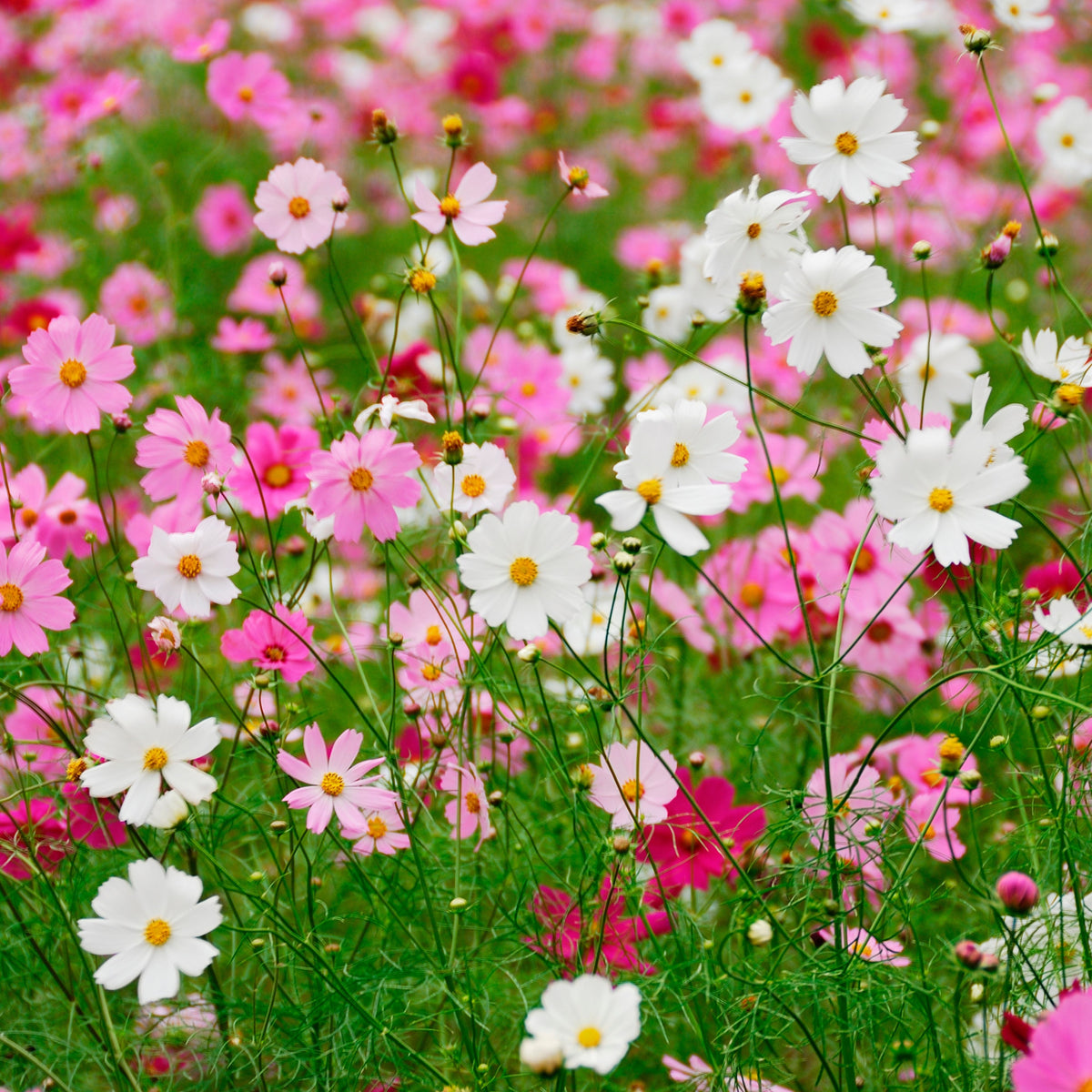 Crazy for Cosmos Seeds - Drought Tolerant, Cut Flower, 50+ seeds