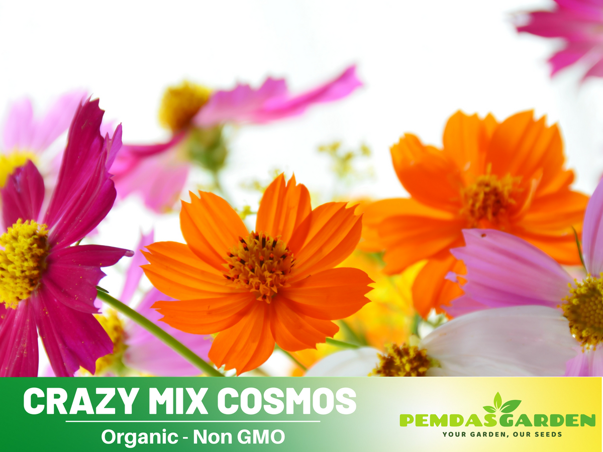 50+ Seeds - Crazy For Cosmos-Cosmos Flower Seed Mix #L001