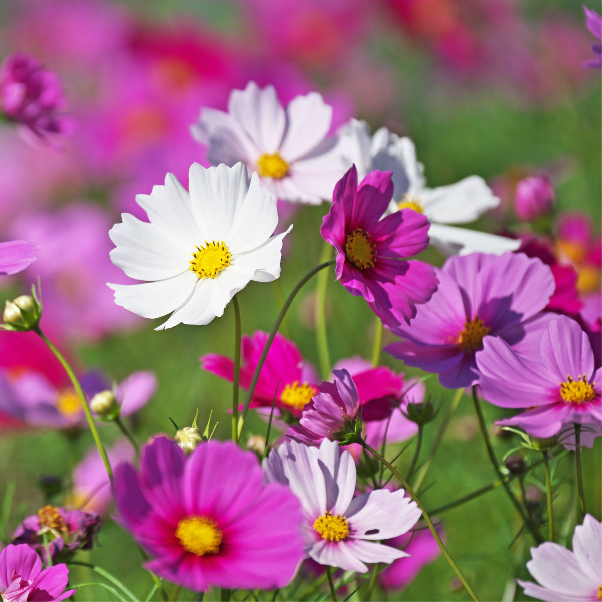 Crazy for Cosmos Seeds - Drought Tolerant, Cut Flower, 50+ seeds