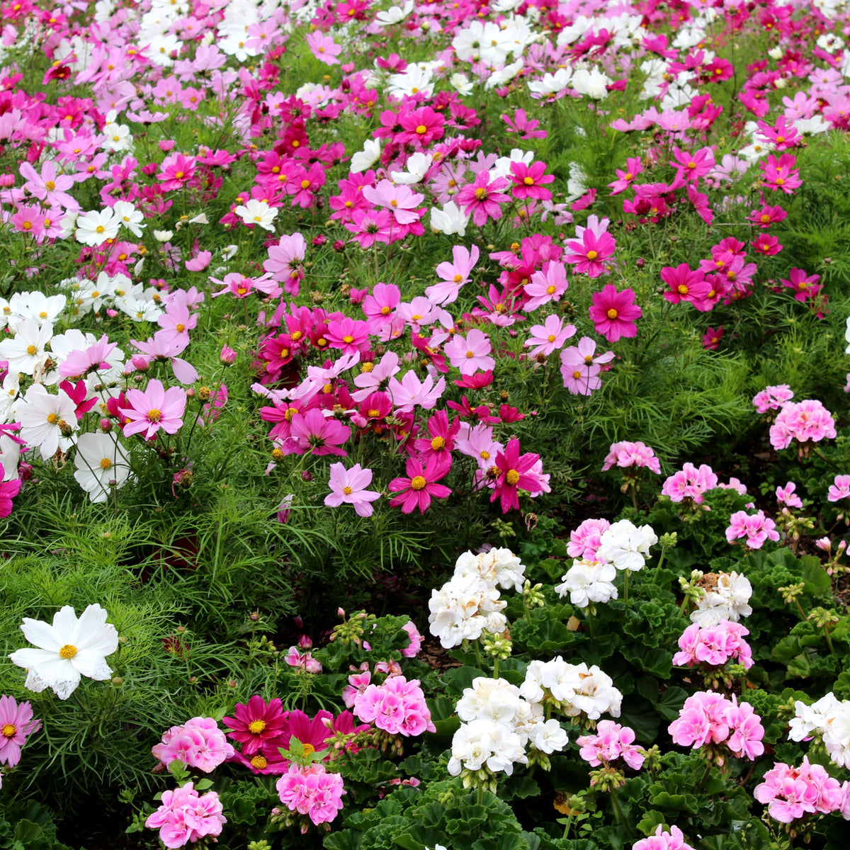 Crazy for Cosmos Seeds - Drought Tolerant, Cut Flower, 50+ seeds