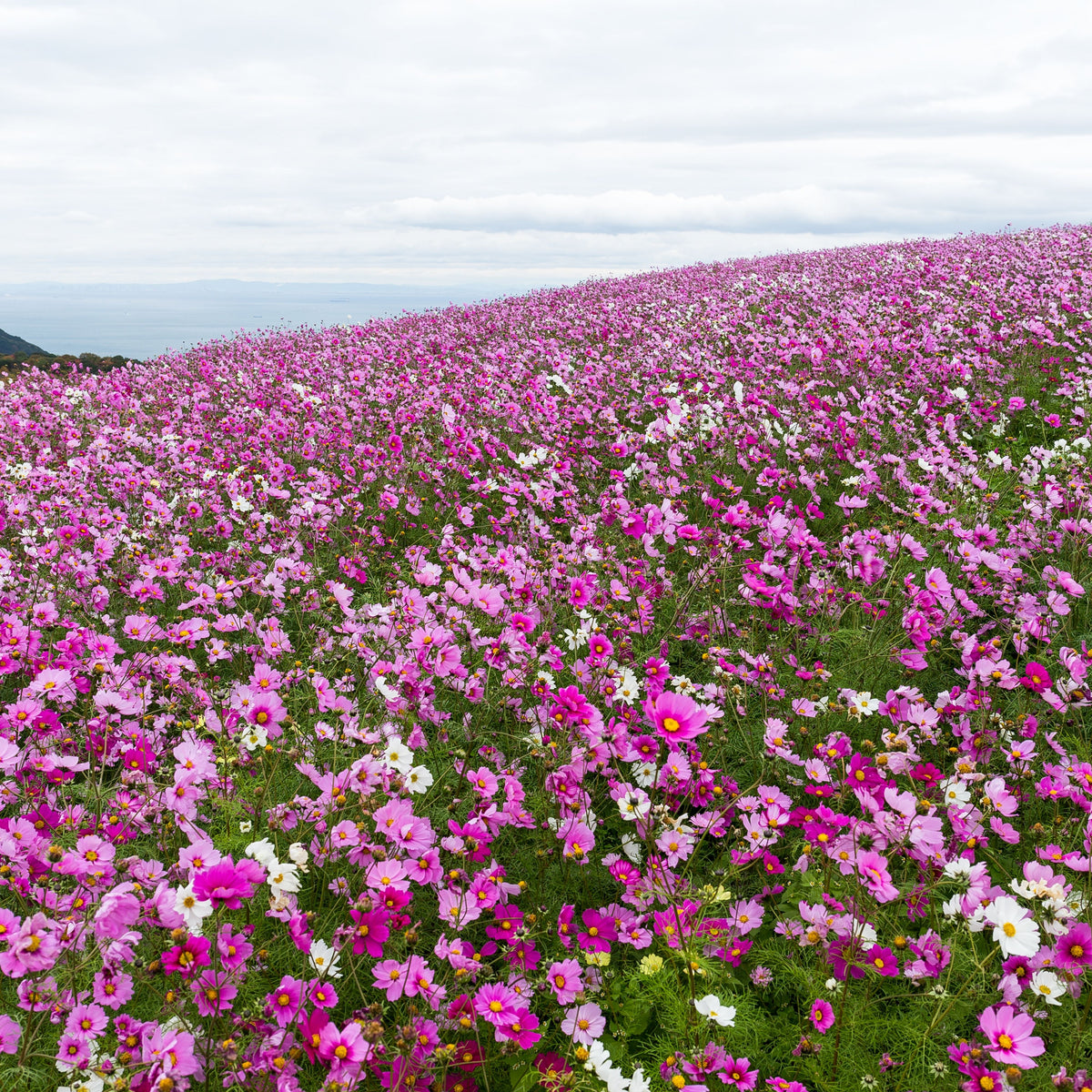 Crazy for Cosmos Seeds - Drought Tolerant, Cut Flower, 50+ seeds