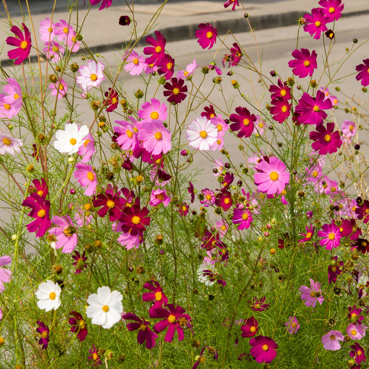 Crazy for Cosmos Seeds - Drought Tolerant, Cut Flower, 50+ seeds