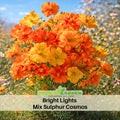 50+ Seeds| Sulphur Cosmos Seeds - Bright Lights - Colorful Annual Flower Easy to Grow Pollinator Friendly for Garden Borders Containers and Cut Flowers , drought tolerant, Cut Flower#L002