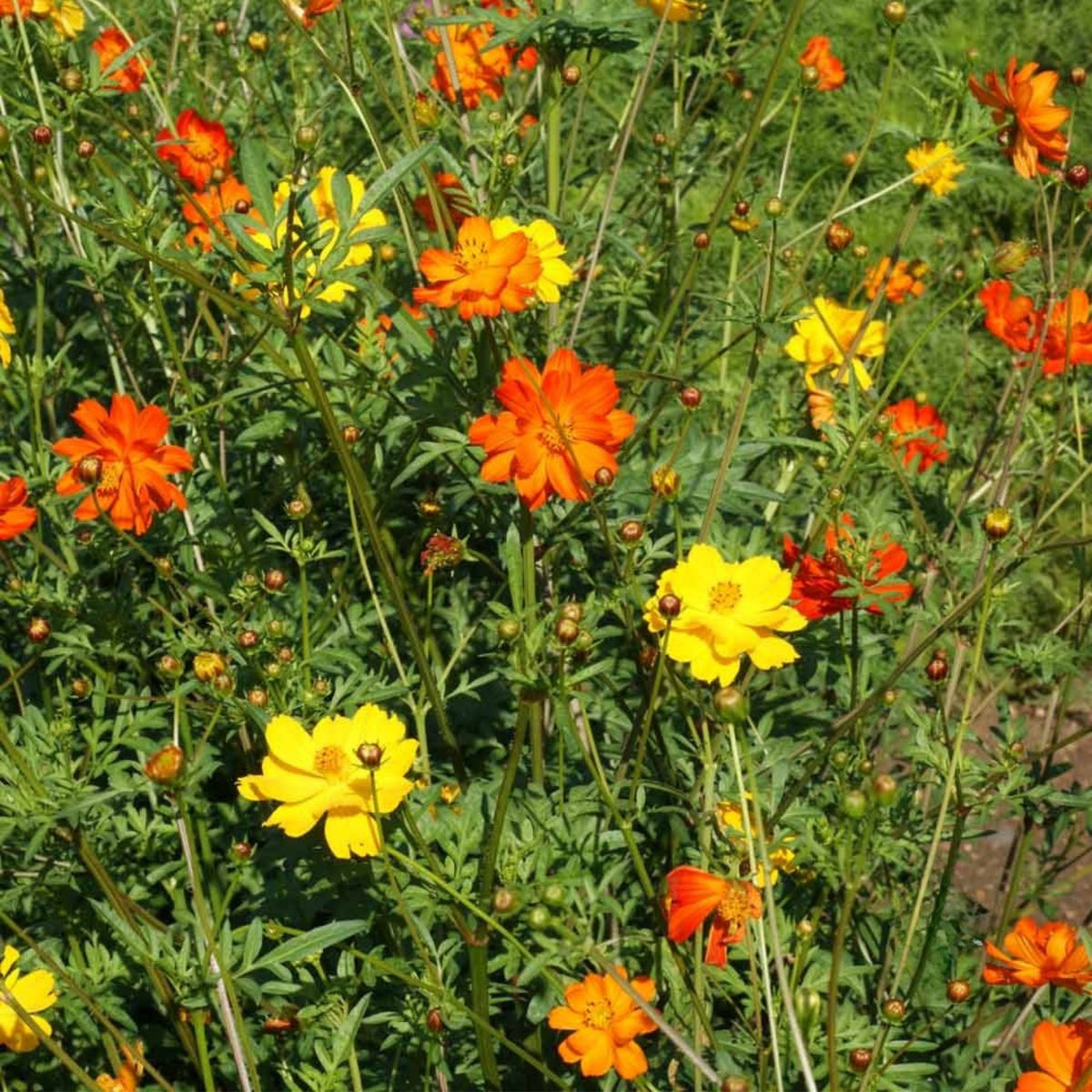 Sulphur Cosmos Seeds - Bright Lights, Drought Tolerant, 50+ seeds