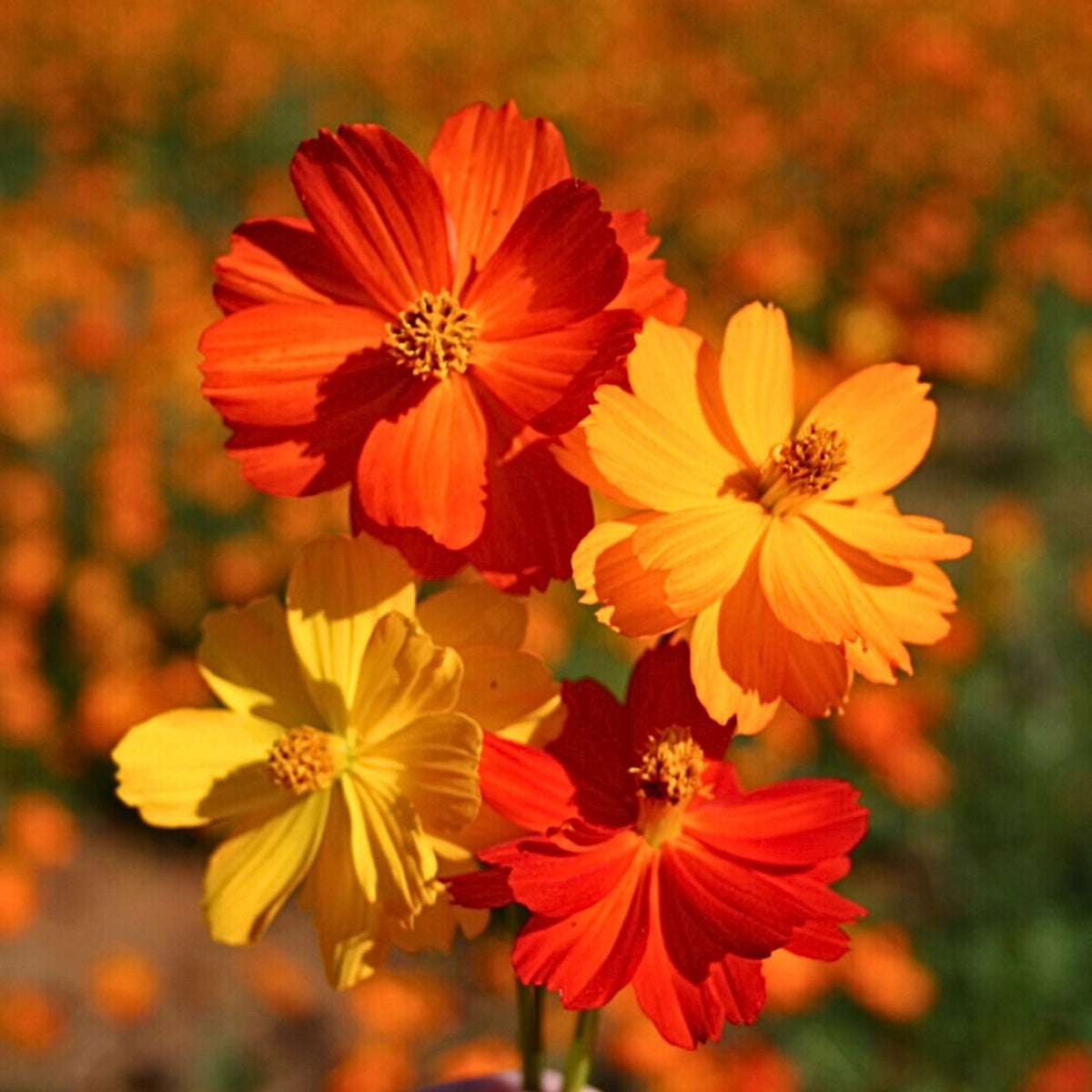 Sulphur Cosmos Seeds - Bright Lights, Drought Tolerant, 50+ seeds