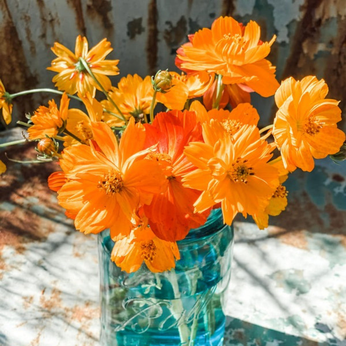 Sulphur Cosmos Seeds - Bright Lights, Drought Tolerant, 50+ seeds