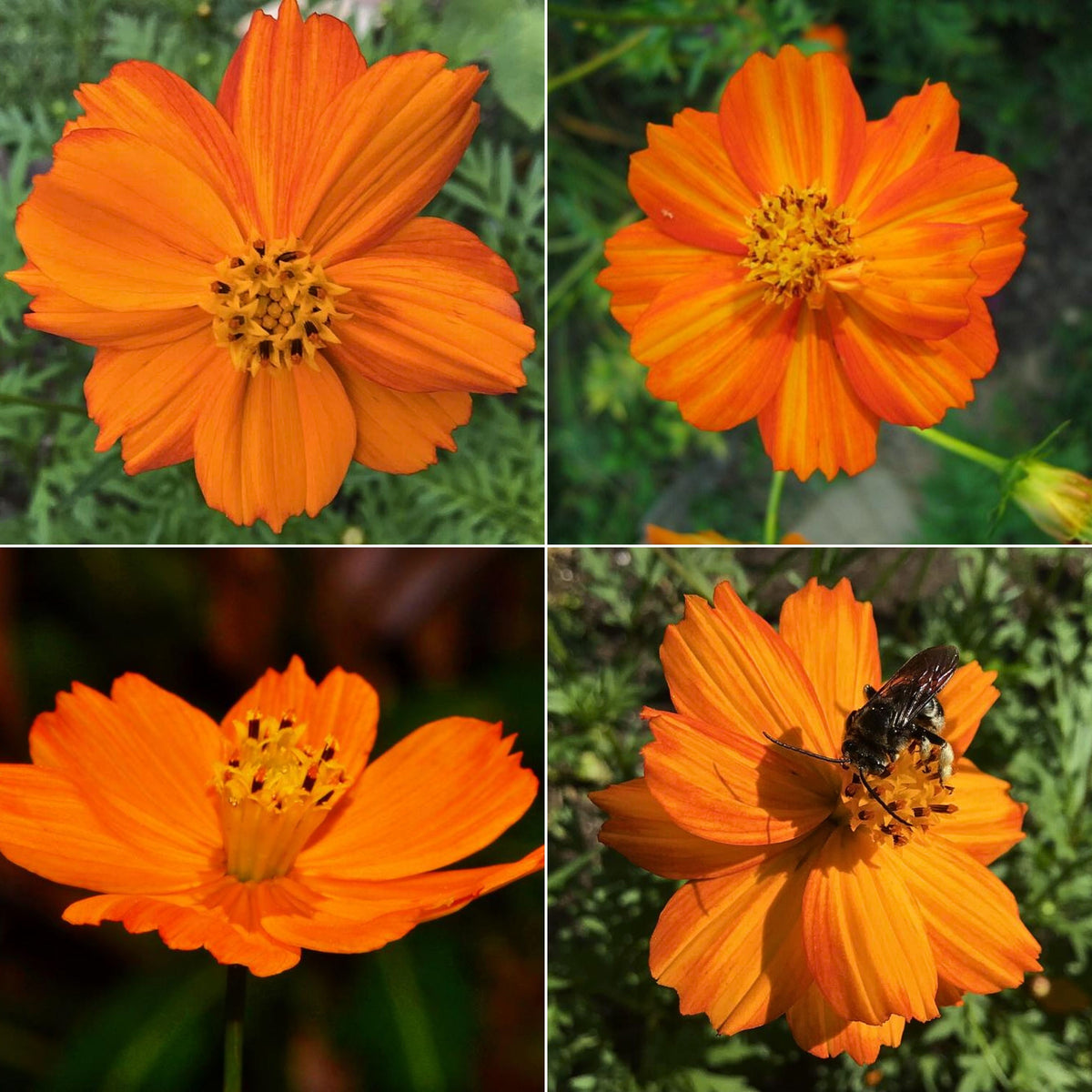 Sulphur Cosmos Seeds - Bright Lights, Drought Tolerant, 50+ seeds