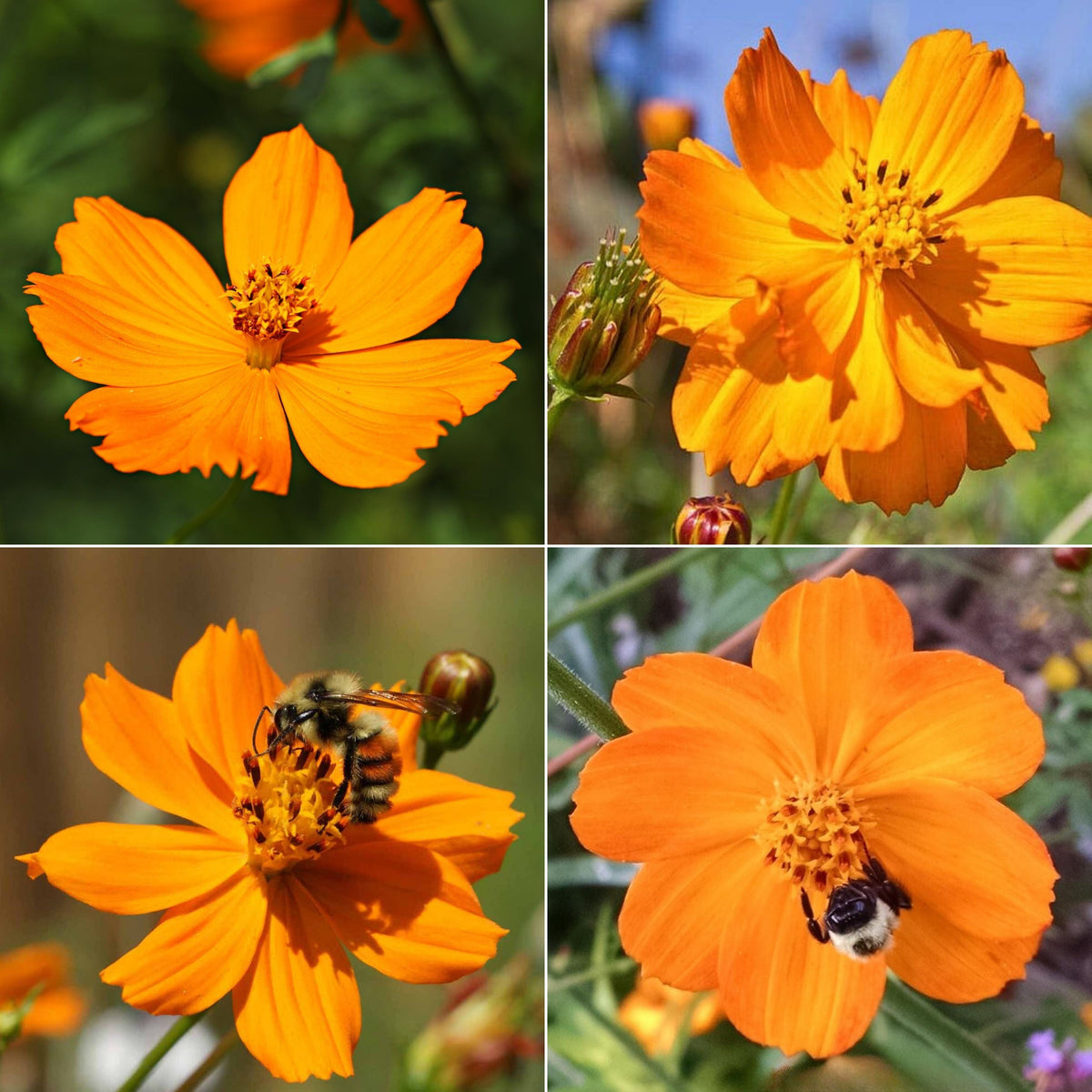Sulphur Cosmos Seeds - Bright Lights, Drought Tolerant, 50+ seeds