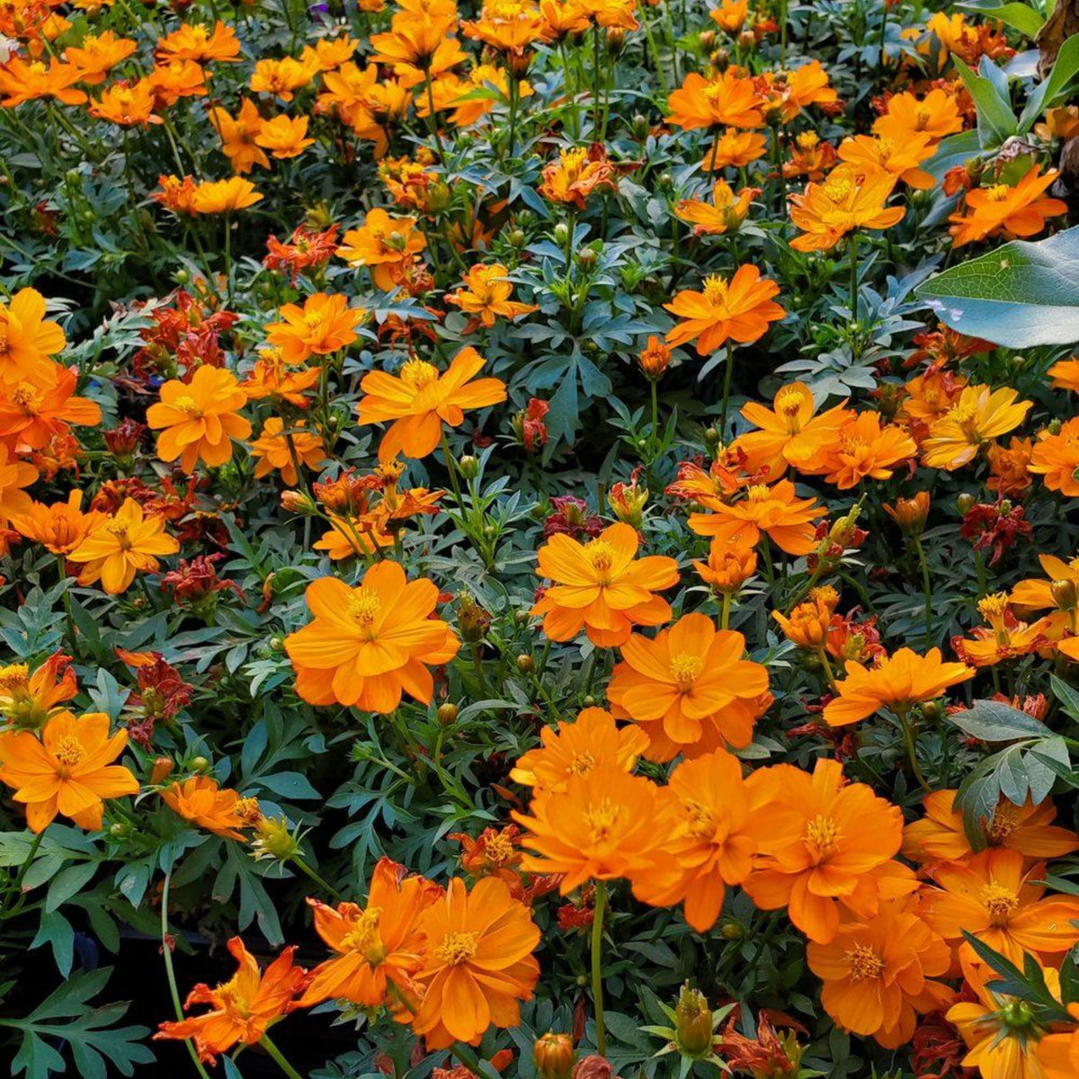 Sulphur Cosmos Seeds - Bright Lights, Drought Tolerant, 50+ seeds