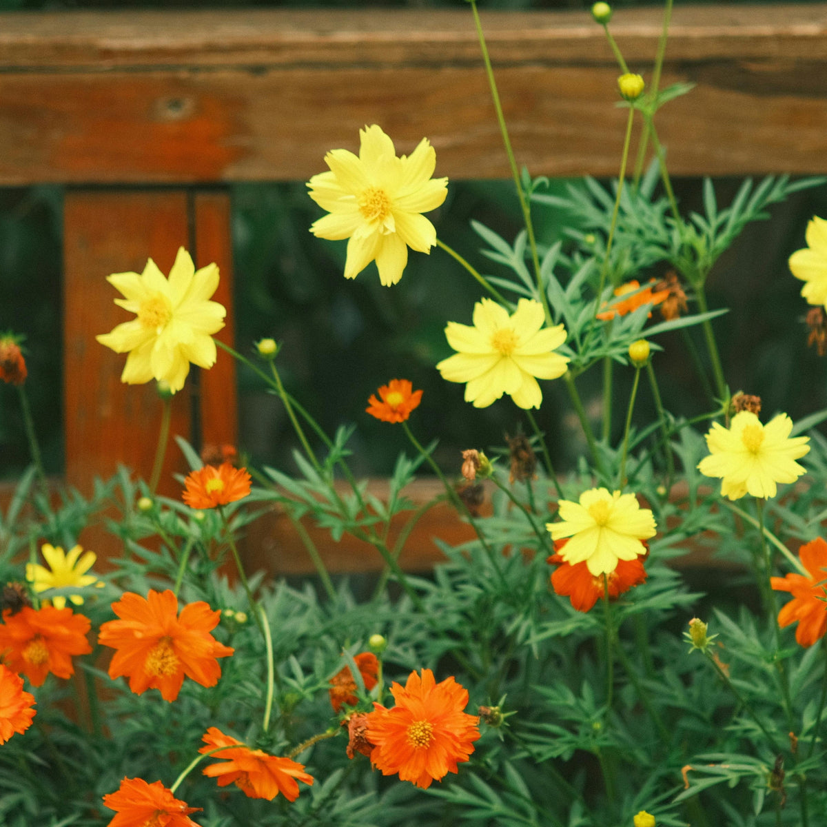 Sulphur Cosmos Seeds - Bright Lights, Drought Tolerant, 50+ seeds
