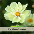 50+ Seeds - Xanthos Cosmos Seeds- Colorful Annual Flower Easy to Grow Pollinator Friendly for Garden Borders Containers and Cut Flowers , Drought Tolerant, Cut Flower, Attracts bees & butterflies  #L003