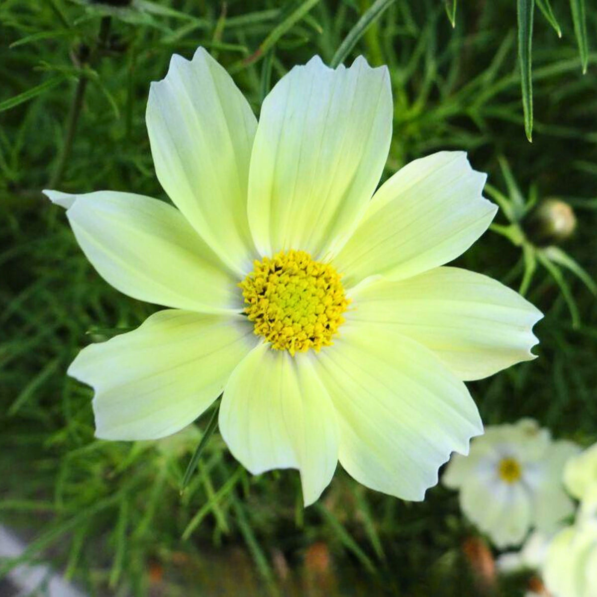 Xanthos Cosmos Seeds - Drought Tolerant, Cut Flower, 50+ seeds