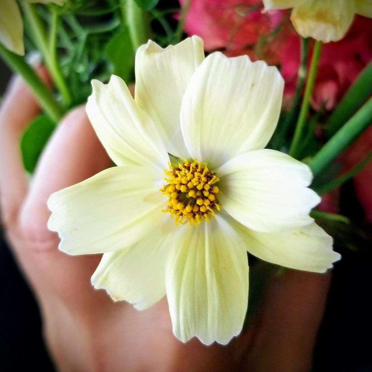 Xanthos Cosmos Seeds - Drought Tolerant, Cut Flower, 50+ seeds