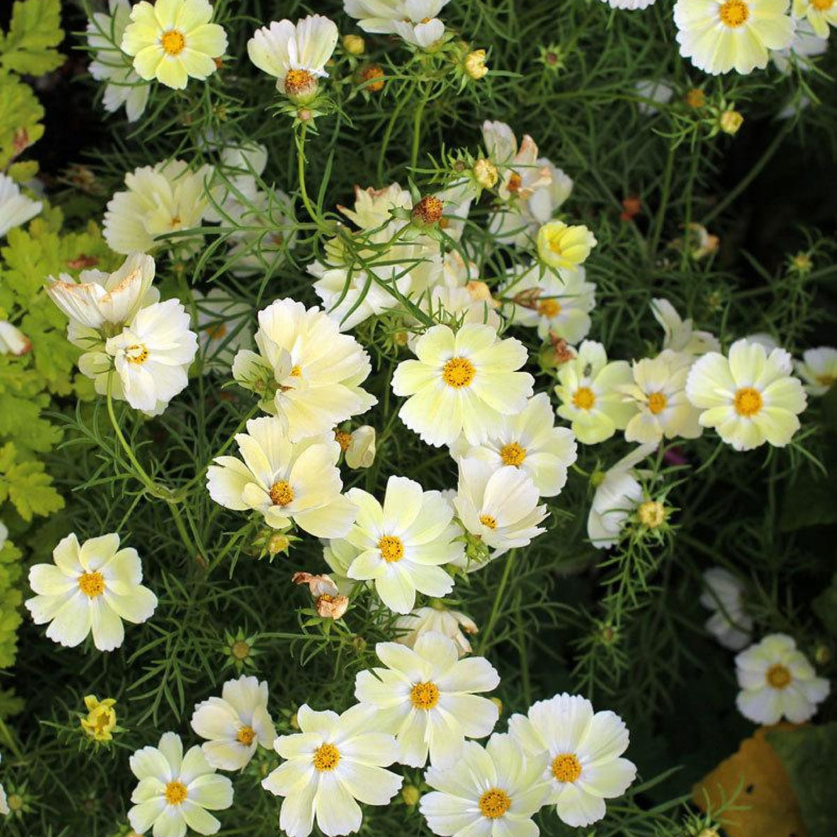 Xanthos Cosmos Seeds - Drought Tolerant, Cut Flower, 50+ seeds