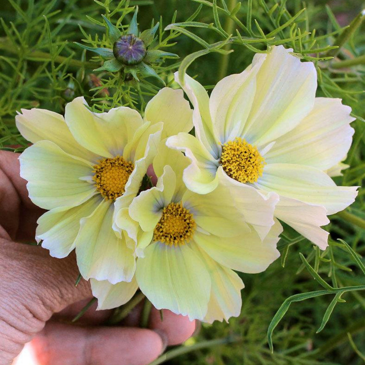 Xanthos Cosmos Seeds - Drought Tolerant, Cut Flower, 50+ seeds