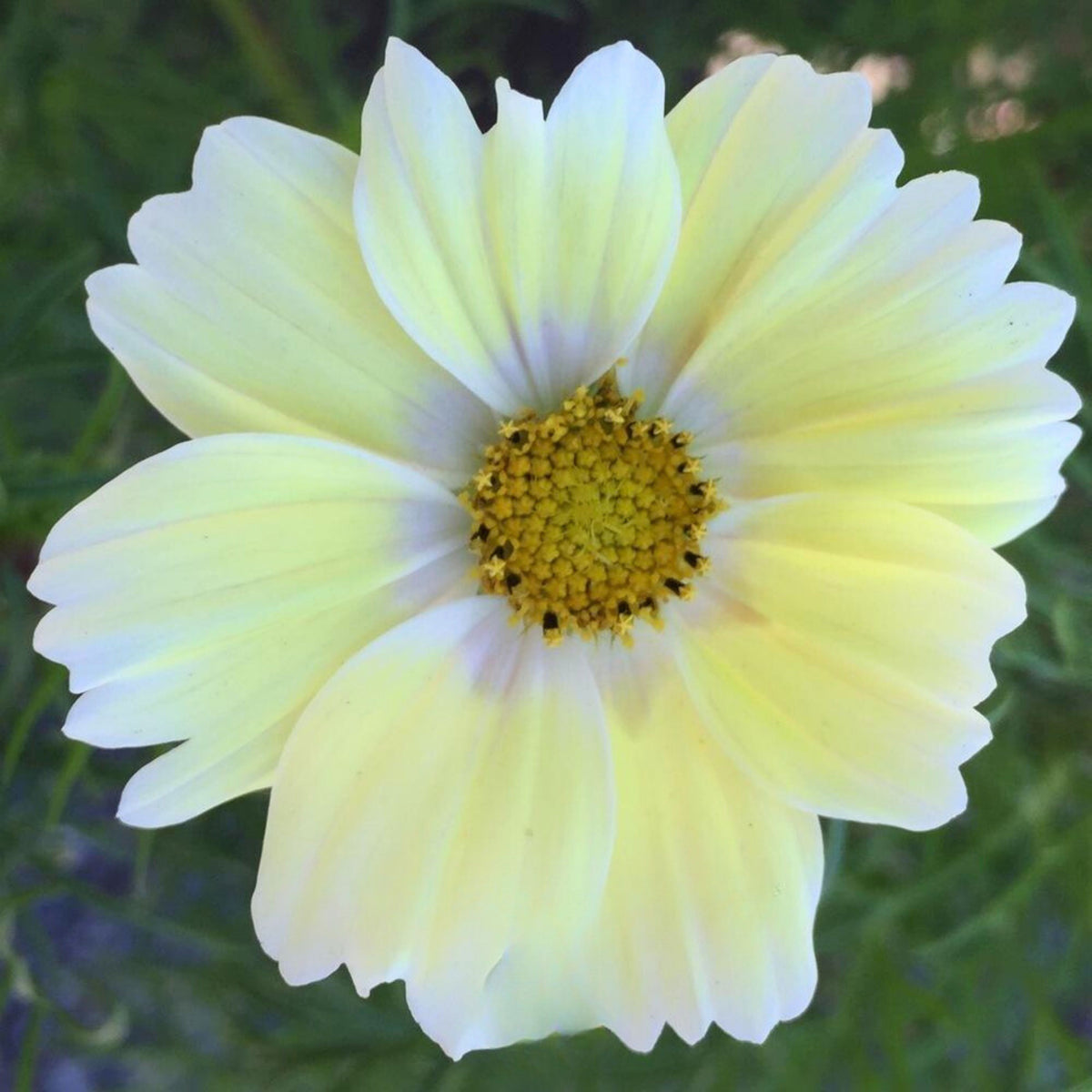 Xanthos Cosmos Seeds - Drought Tolerant, Cut Flower, 50+ seeds