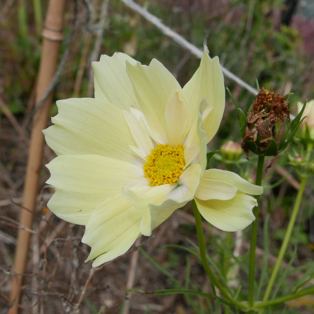 Xanthos Cosmos Seeds - Drought Tolerant, Cut Flower, 50+ seeds