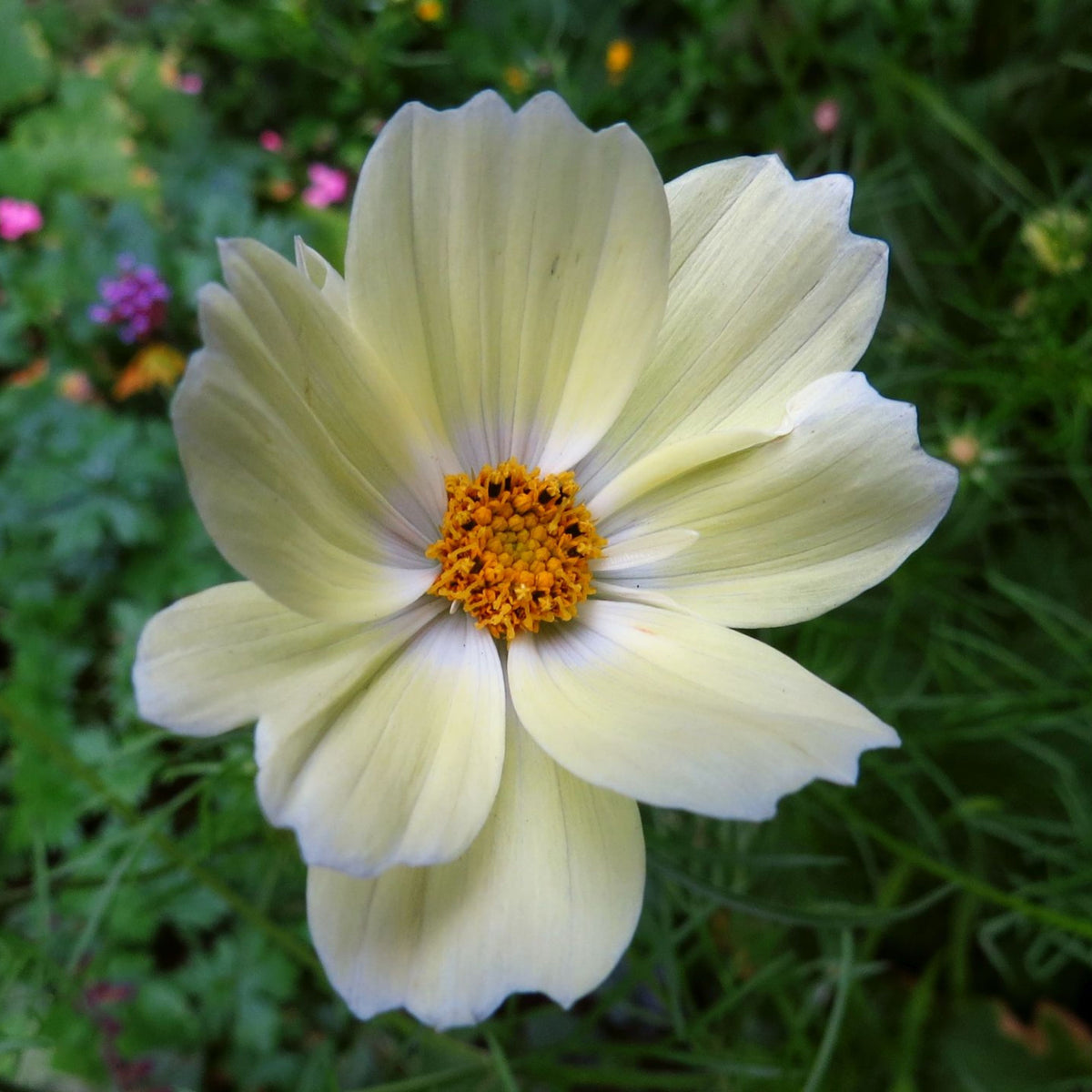 Xanthos Cosmos Seeds - Drought Tolerant, Cut Flower, 50+ seeds