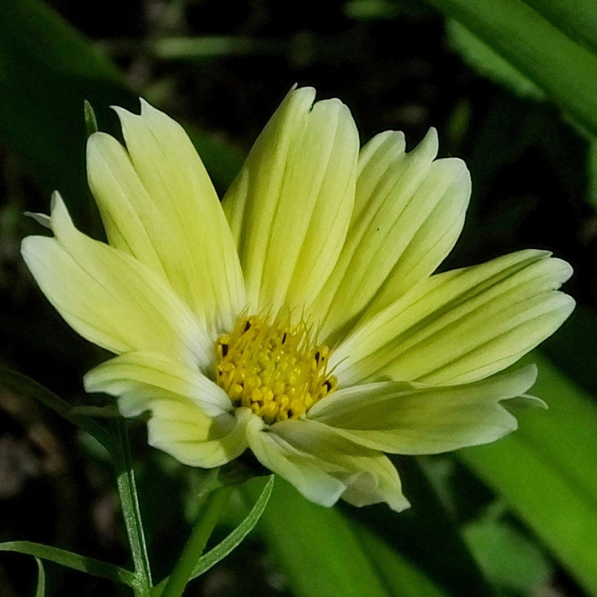 Xanthos Cosmos Seeds - Drought Tolerant, Cut Flower, 50+ seeds