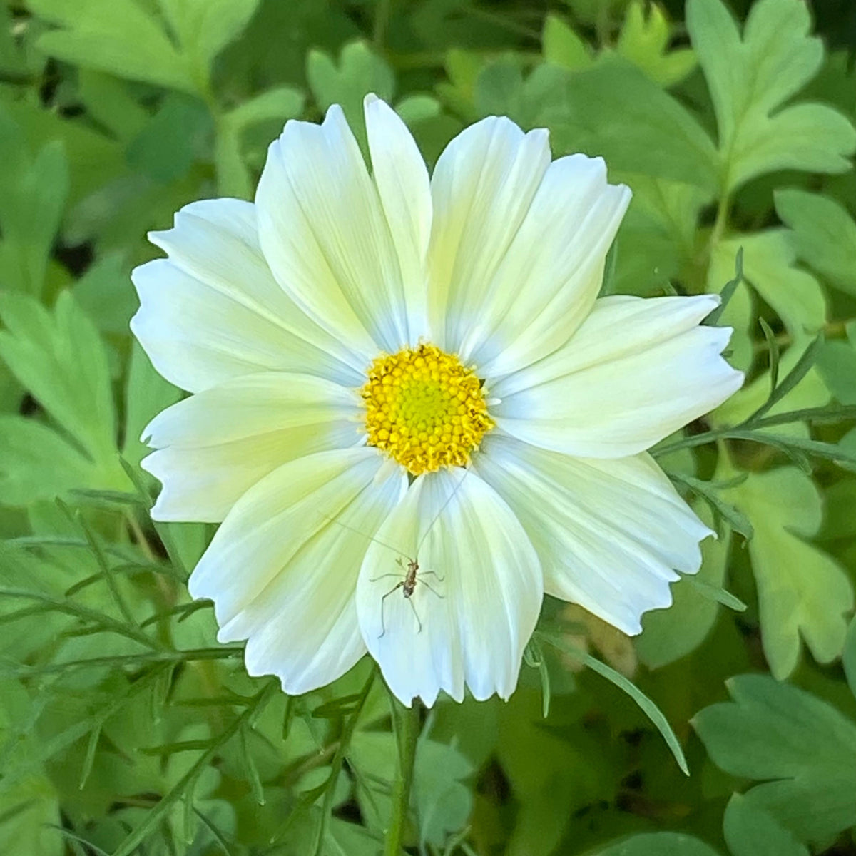 Xanthos Cosmos Seeds - Drought Tolerant, Cut Flower, 50+ seeds