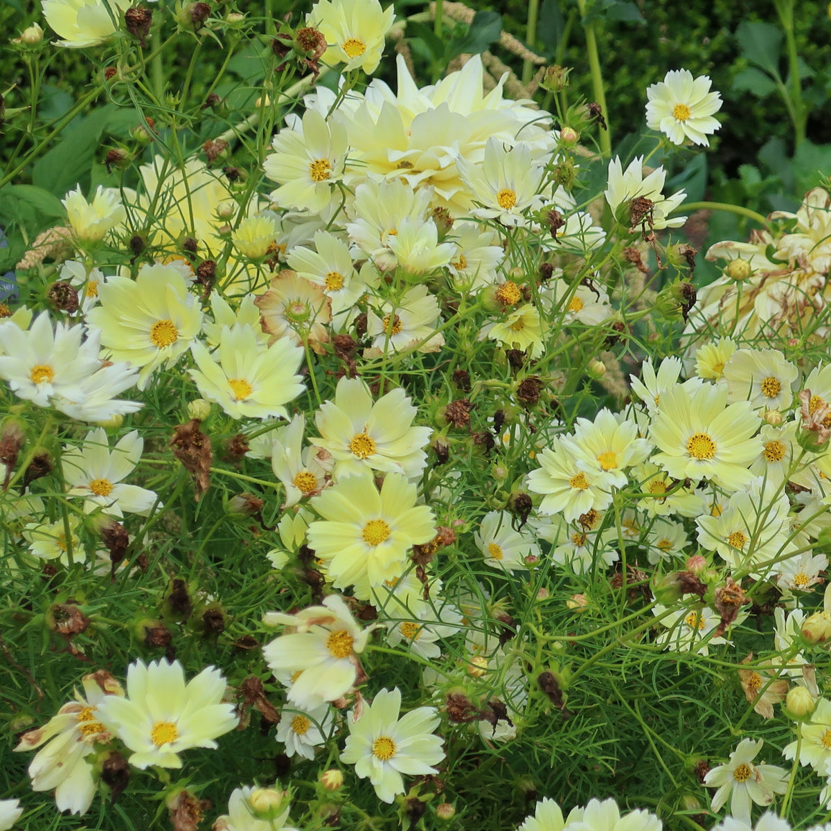 Xanthos Cosmos Seeds - Drought Tolerant, Cut Flower, 50+ seeds
