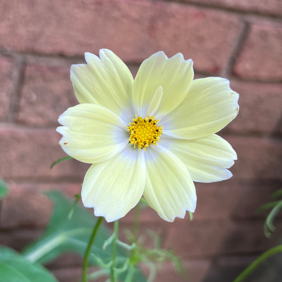 Xanthos Cosmos Seeds - Drought Tolerant, Cut Flower, 50+ seeds