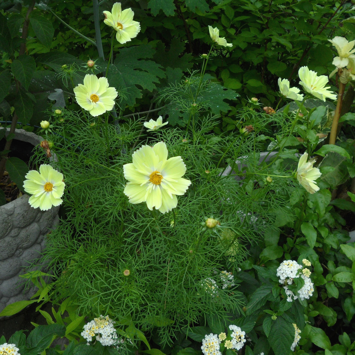 Xanthos Cosmos Seeds - Drought Tolerant, Cut Flower, 50+ seeds