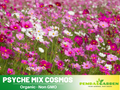 50+ Seeds - Psyche Mix Cosmos Seeds- Colorful Annual Flower Easy to Grow Pollinator Friendly for Garden Borders Containers and Cut Flowers , drought tolerant, Cut Flower#L004