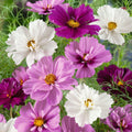 50+ Seeds - Psyche Mix Cosmos Seeds- Colorful Annual Flower Easy to Grow Pollinator Friendly for Garden Borders Containers and Cut Flowers , drought tolerant, Cut Flower#L004