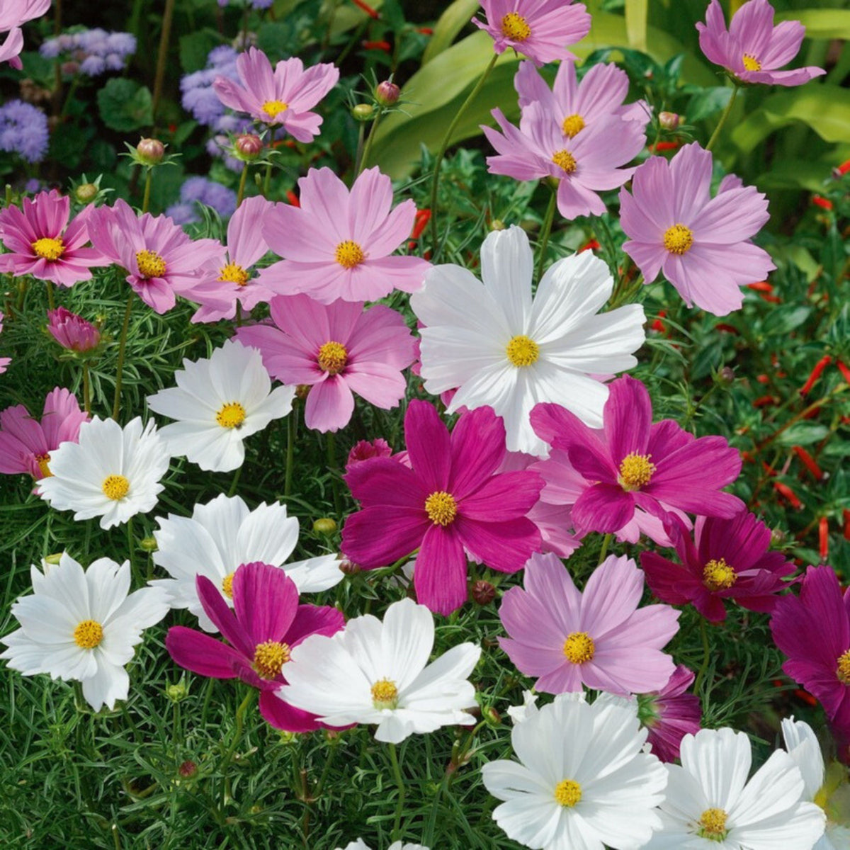 Psyche Mix Cosmos Seeds - Drought Tolerant, Cut Flower, 50+ seeds