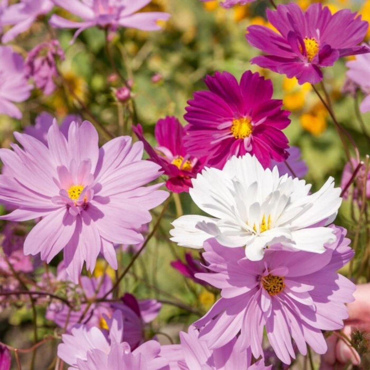 Psyche Mix Cosmos Seeds - Drought Tolerant, Cut Flower, 50+ seeds