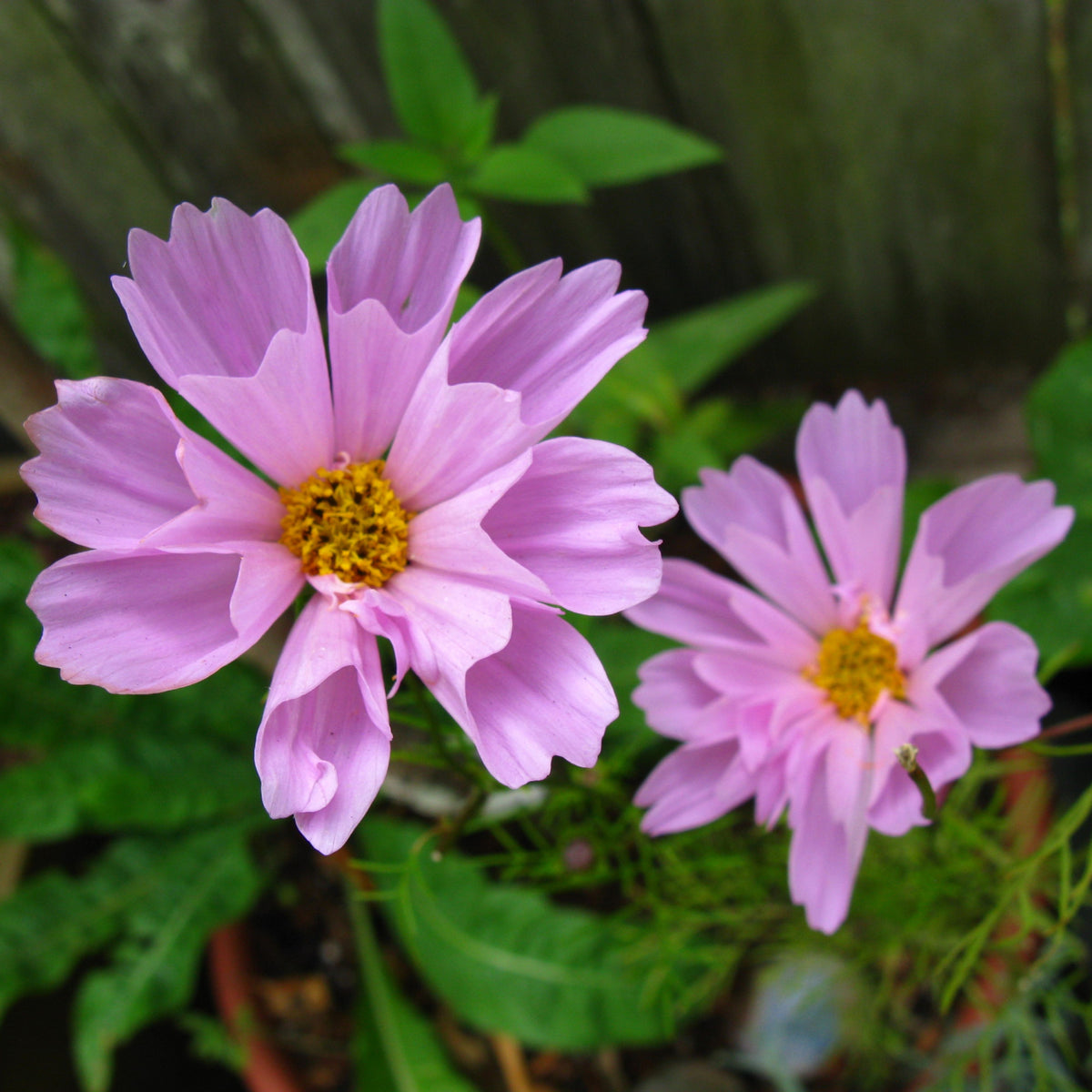 Psyche Mix Cosmos Seeds - Drought Tolerant, Cut Flower, 50+ seeds