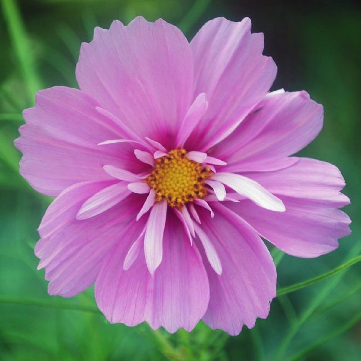 Psyche Mix Cosmos Seeds - Drought Tolerant, Cut Flower, 50+ seeds